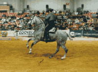 Concurso de doma vaquera en Sicab del 21 al 26 de noviembre de 2006